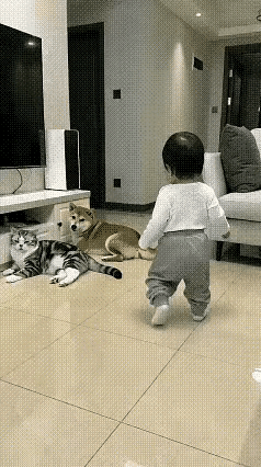 这狗子本意是想溜须一下小主人，赶紧起身献殷勤。然而，由于表现笨拙，让旁边的猫误
