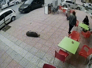 狗子这是招谁惹谁了啊？睡个觉都不安稳。