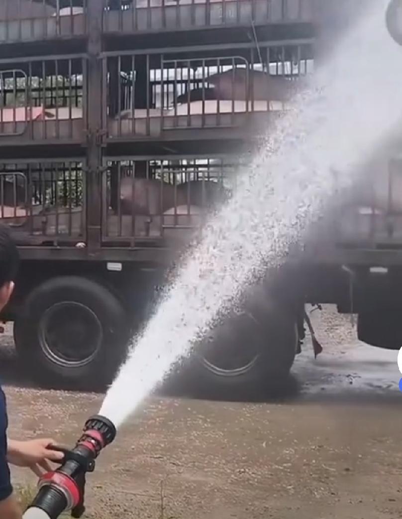 同志，“我的车上一百多头猪！全部中暑了！快不行了！”​一个司机冲进消防站，嗓子