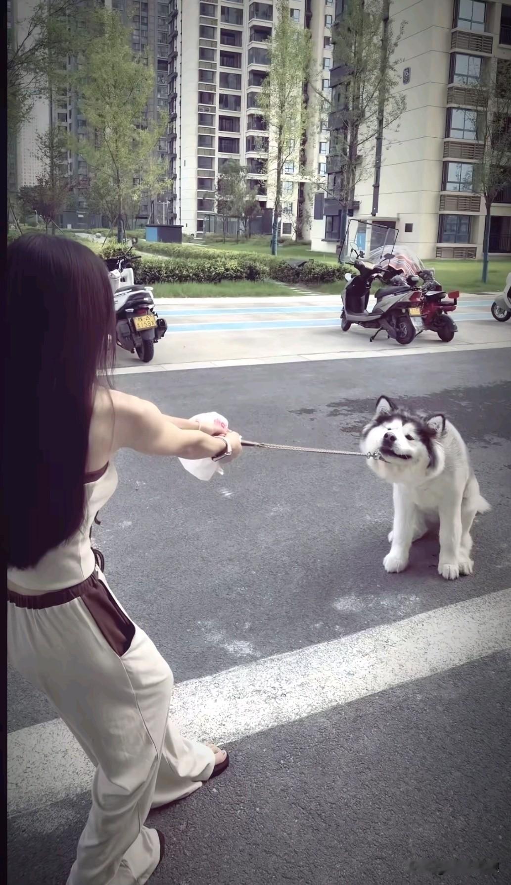 女孩的体重还没有阿拉斯加的体重重，狗狗在街上突然不听使唤拉不动。