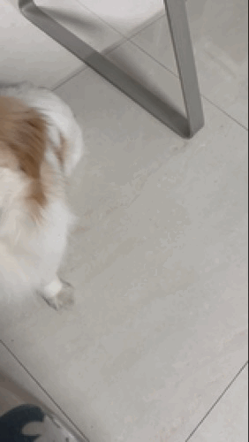 我家小狗十八岁，牙齿没掉一颗，耳不聋，眼不花。有人问，你家十八岁的狗狗牙齿还