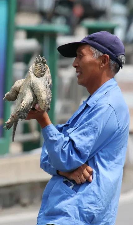 30斤鳄龟“越狱”被路人抱走30斤的鳄龟“越狱”，竟被路人抱走啦！最近在云南发