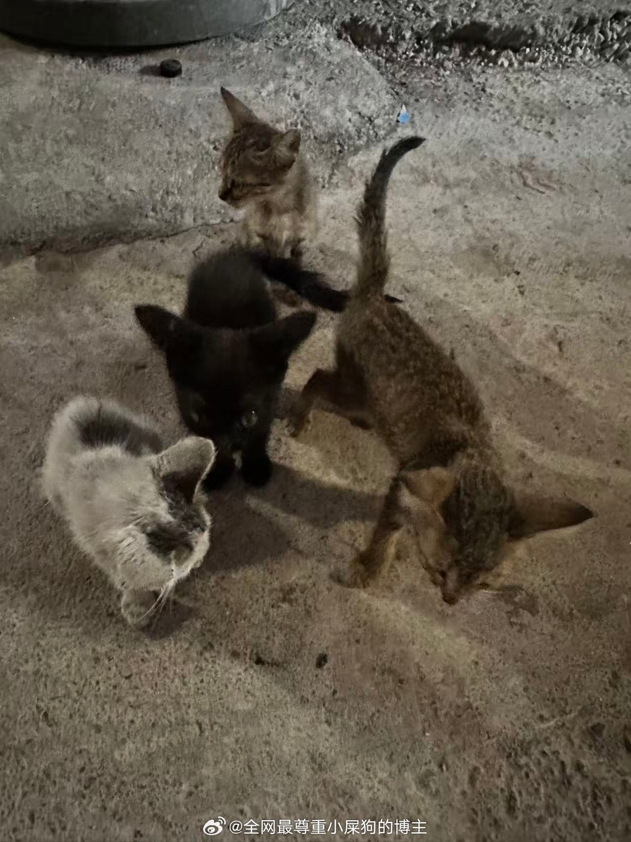小猫咪​​​