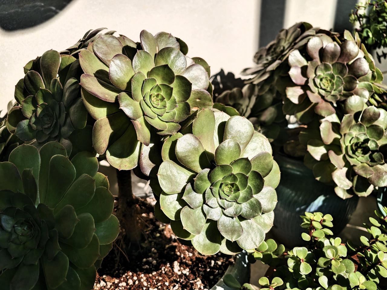 我的【法师】在冬季茁壮成长着[赞]阳台上温度高，阳光好，又通风12月了，还在