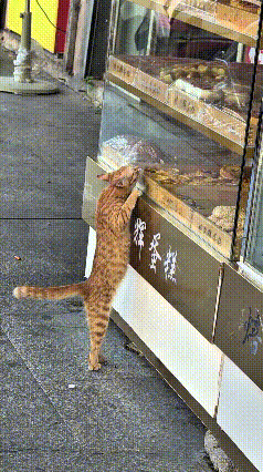 小橘猫饿坏啦，站在蛋糕铺子外头，两条后腿蹬着地面，整个身子直直地立起来，两只前爪