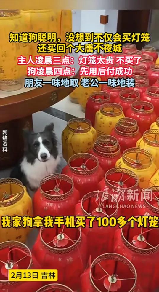 万万没想到！吉林，一女子挑灯笼嫌贵没舍得买，不料边牧凌晨四点误点手机，下单了10