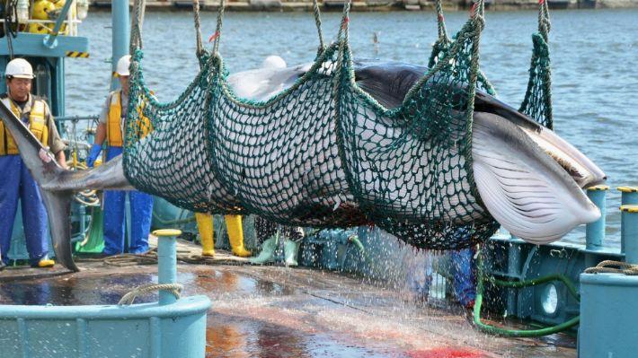 日本"退群"重启商业捕鲸, 难道就为了吃鲸肉?