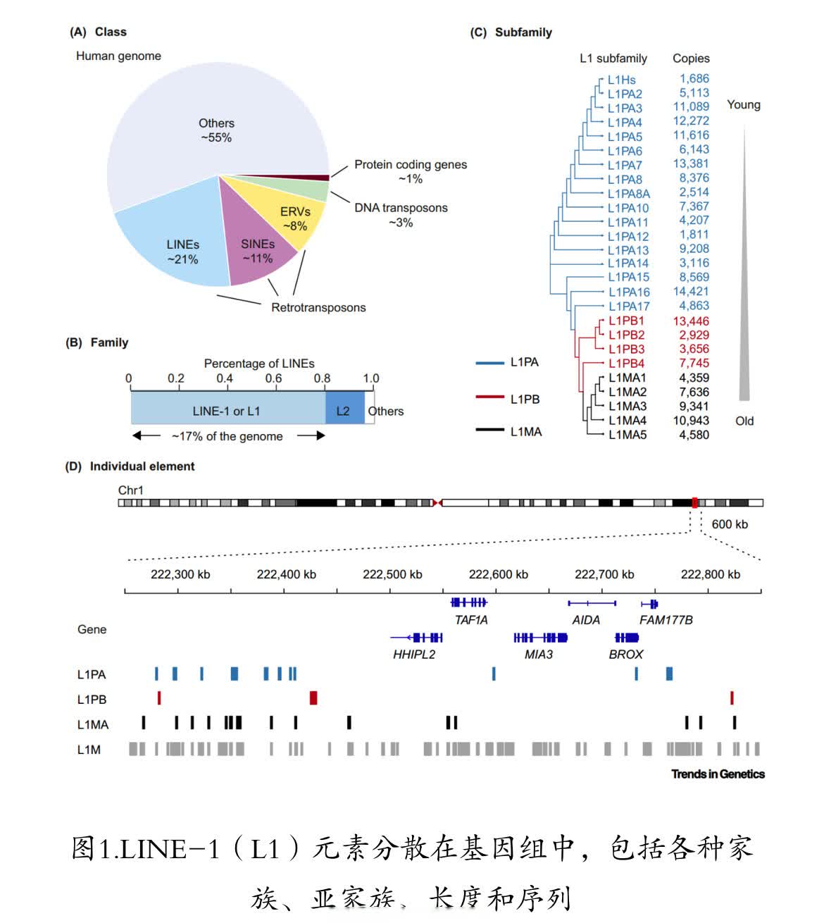 【|清华团队综述LINE-1逆转录转座子的调控与功能】近日，清华大学生命学院