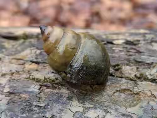 上百人终身残疾！爆炒3分钟=送寄生虫进大脑，这种螺千万别乱吃！你说的这种极度危