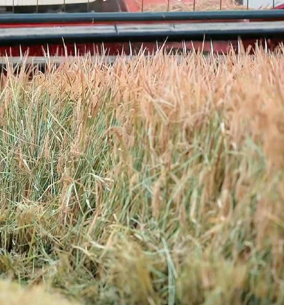 “月儿明，风儿静”，万万没想到董宇辉转场的时候会用这样一首《摇篮曲》，此时已破防