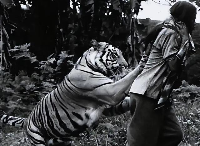 1905年，在印度有人击毙了一头吃人老虎，然而，当大家检查老虎尸体时却发现了一个