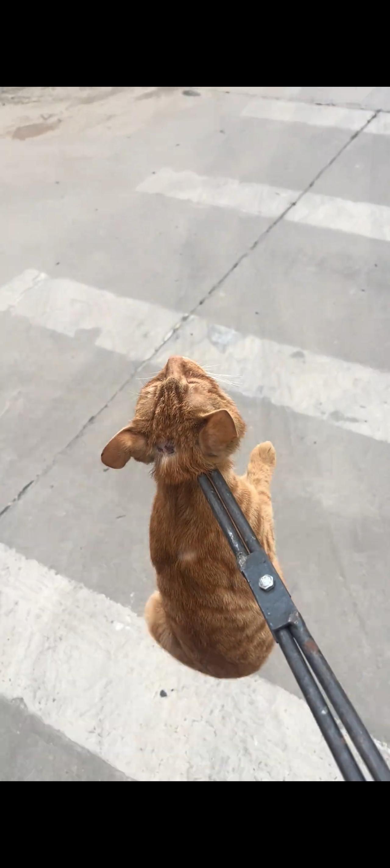 面前的猫贩子简直胆大包天，竟然在光天化日之下，来到一处废弃的民房里面，将流浪猫打