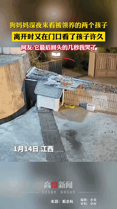 狗妈妈深夜来看被领养的两个孩子，离开时又在门口看了许久，网友称它最后回头的几秒看
