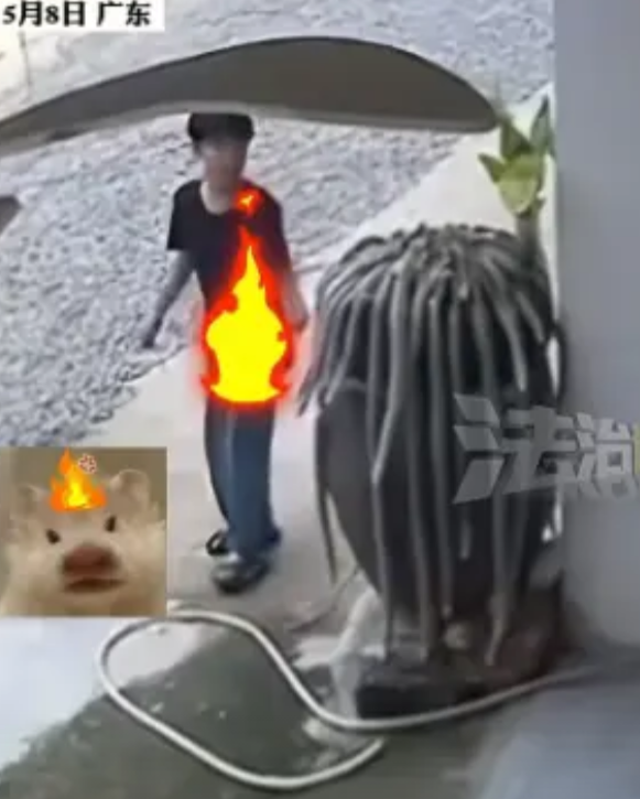 广东一女子养了6年的九尾狐，却被路过的小孩给点了。女子见状立马上前阻止，没有吵也
