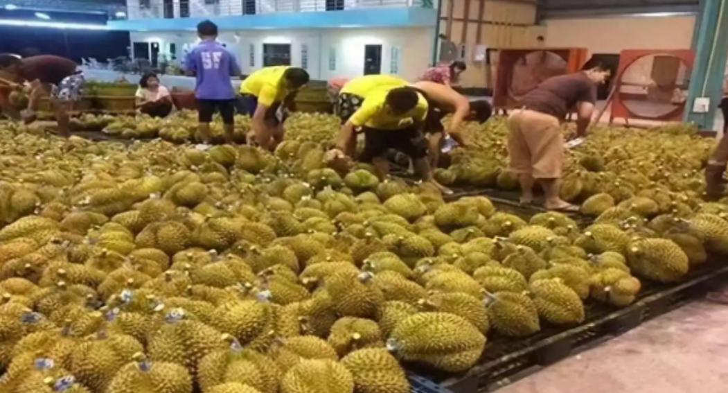 一些国家在失去中国市场后，大量水果烂在地里卖不掉，现在开始后悔不已麻烦看官老