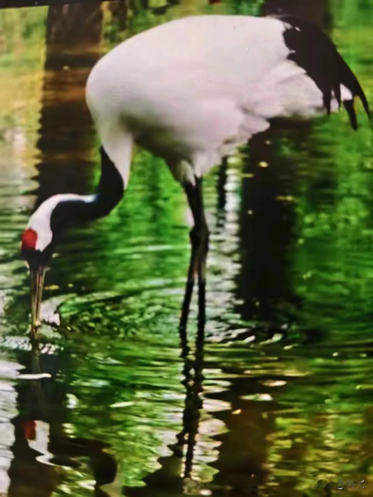 下联：？上联:花红天蓝人欲醉下联:山青水秀鸟争鸣横批:江山如画