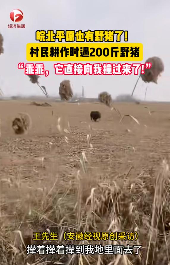 “心真大啊！”近日，安徽蚌埠，一男子在田里浇地时，突然看见远处有一头野猪，正朝着