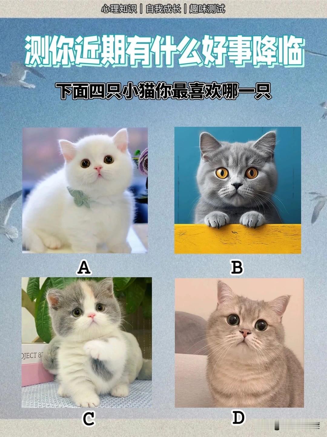 |自我成长|趣味测试测你近期有什么好事降临下面四只小猫你最喜欢哪一只