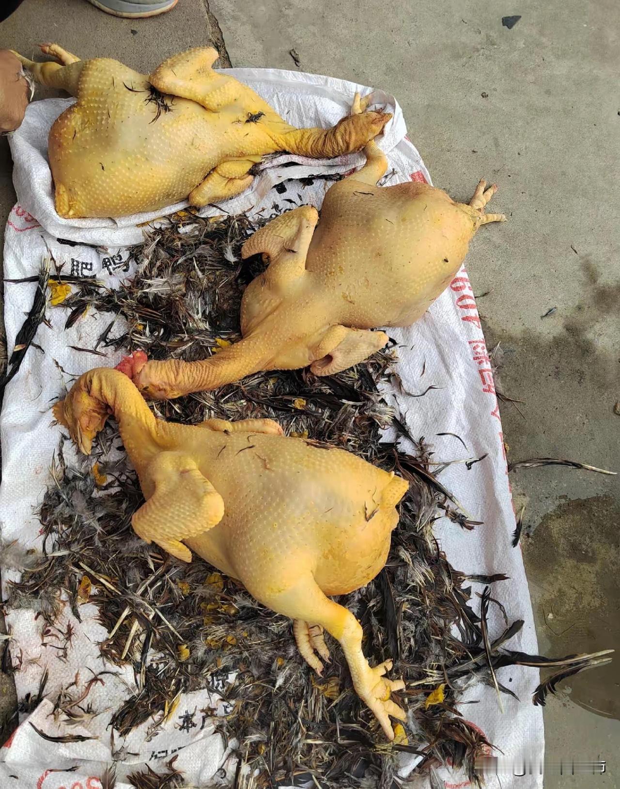 拜年吃到一半，舅舅红着眼说，明年别来了你舅妈做饭实在杠不动了。这才瞧见，舅妈端