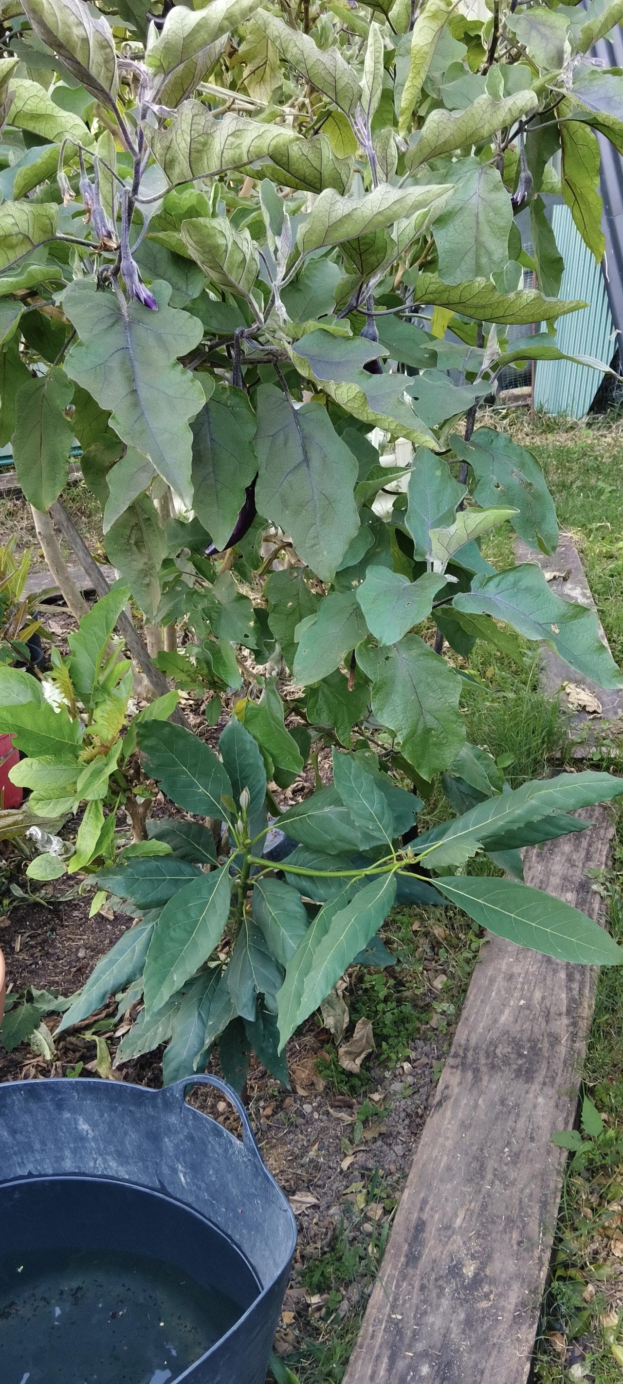 把家茄子嫁接在野茄子上，长得很高，一颗茄子秧可以接十几个茄子，很过瘾。
