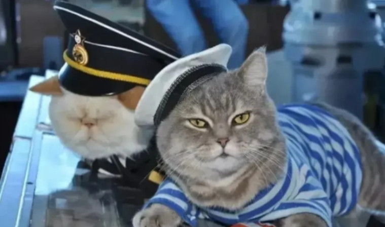航母上为什么要养猫？是为了抓老鼠？那你就错了，现在航母上的猫可不是为了抓老鼠，而