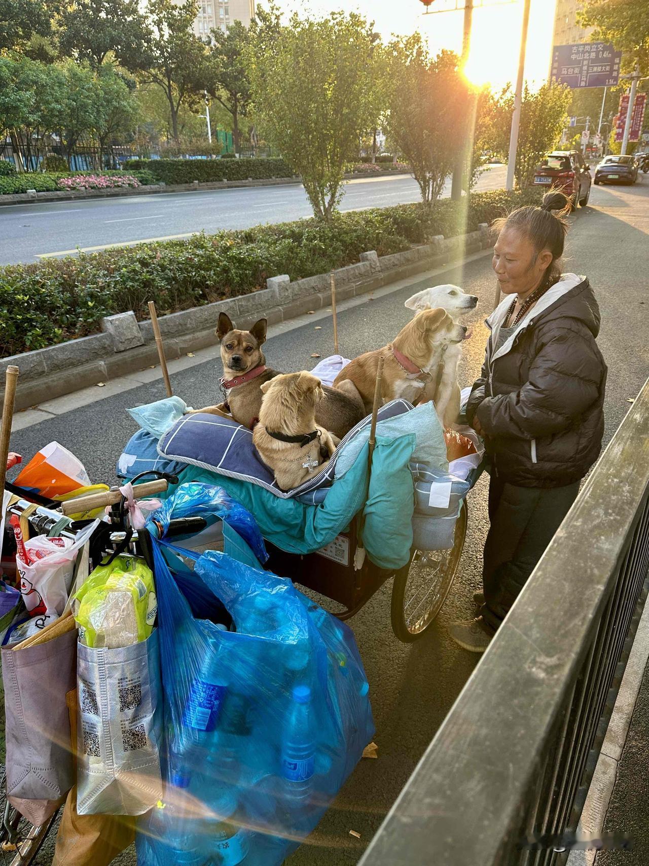 阿姨和五只流浪狗的双向奔赴太好哭了！阿姨说起她捡的五只狗狗时，开心的嘴角就没