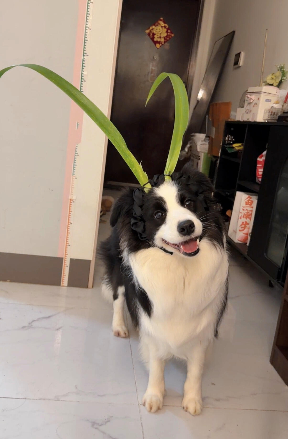 可惜你不看逐玉