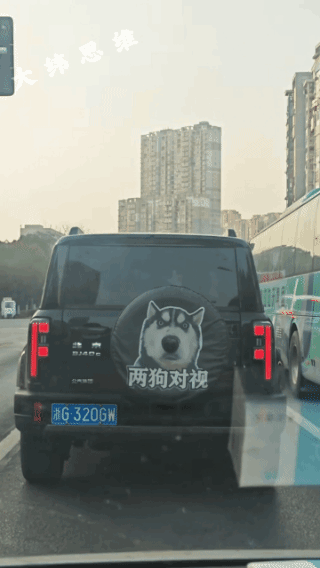 车主人是真损啊！