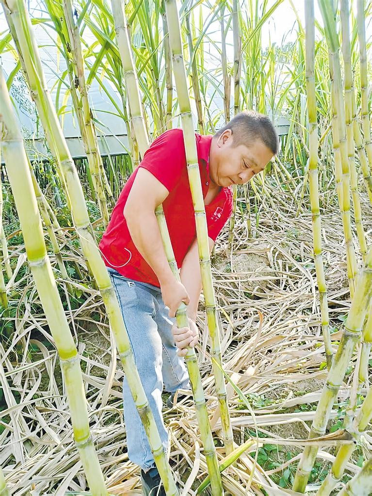 南果北种喜丰收 甘蔗地里采收忙
