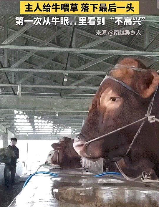 笑不活了！”养殖户给一排牛喂草时，不慎漏掉最后一头，这头牛全程斜眼紧盯主人，从满