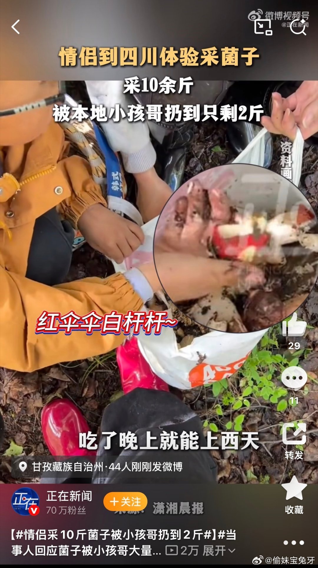 情侣采10斤菌子被本地小孩扔到2斤2026年7月19日清晨6时，这对情侣在四川甘