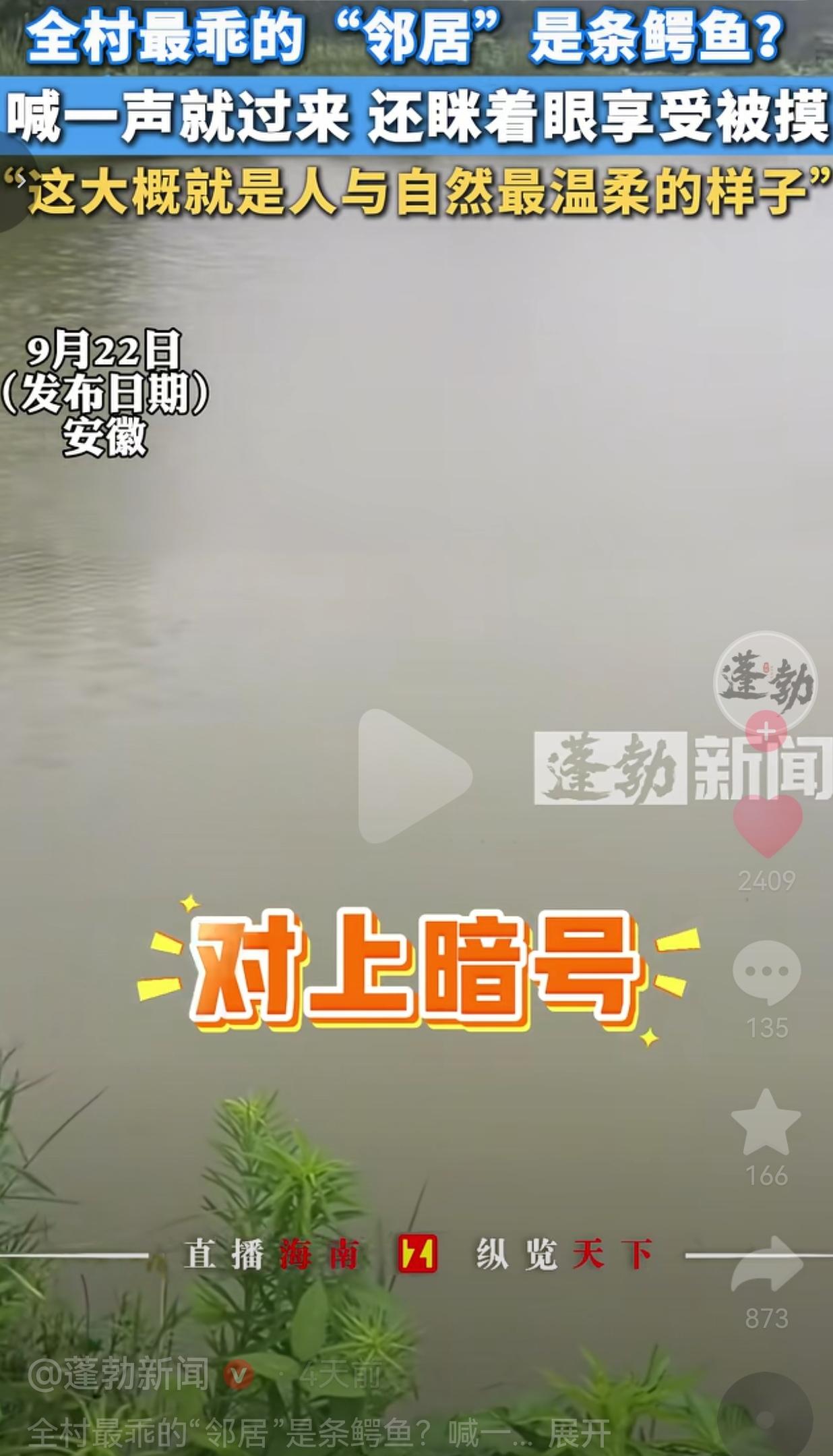 谁能想到，全村最特别的“邻居”居然是一条扬子鳄，村民招呼一声，它就慢悠悠游上岸，