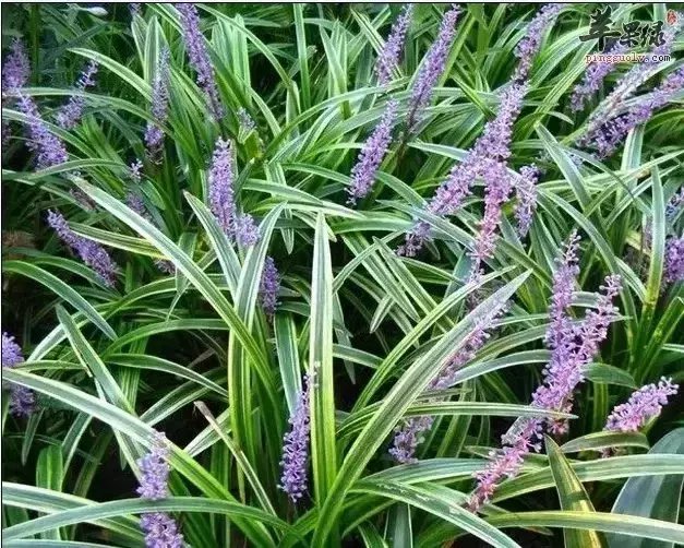 冬天滋阴上品, 清热降火, 降血糖, 抗疲劳, 比菊花, 柚子皮好多倍