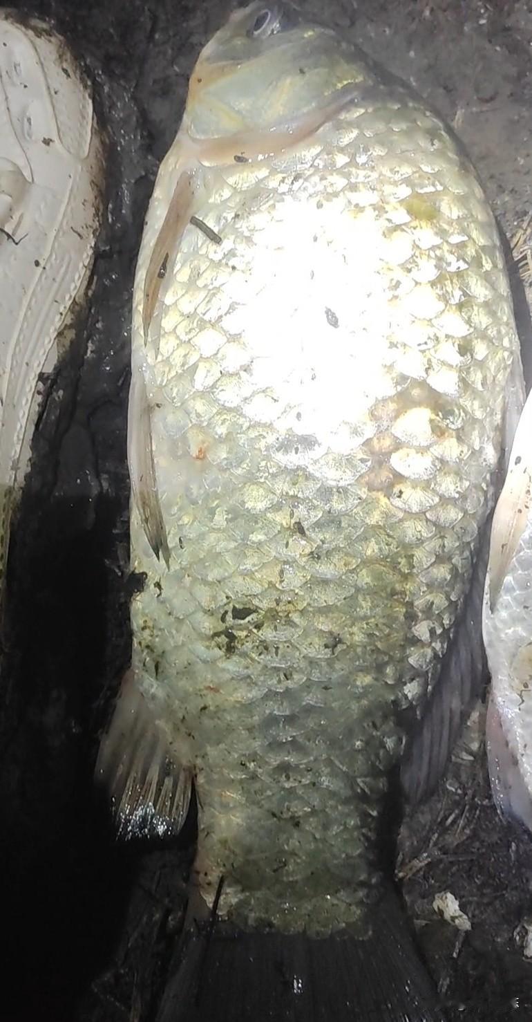 晴天问温差大，大板鲫还是只有晚上才好钓，白天钓真的太难了。这段时间总是想搞搞公