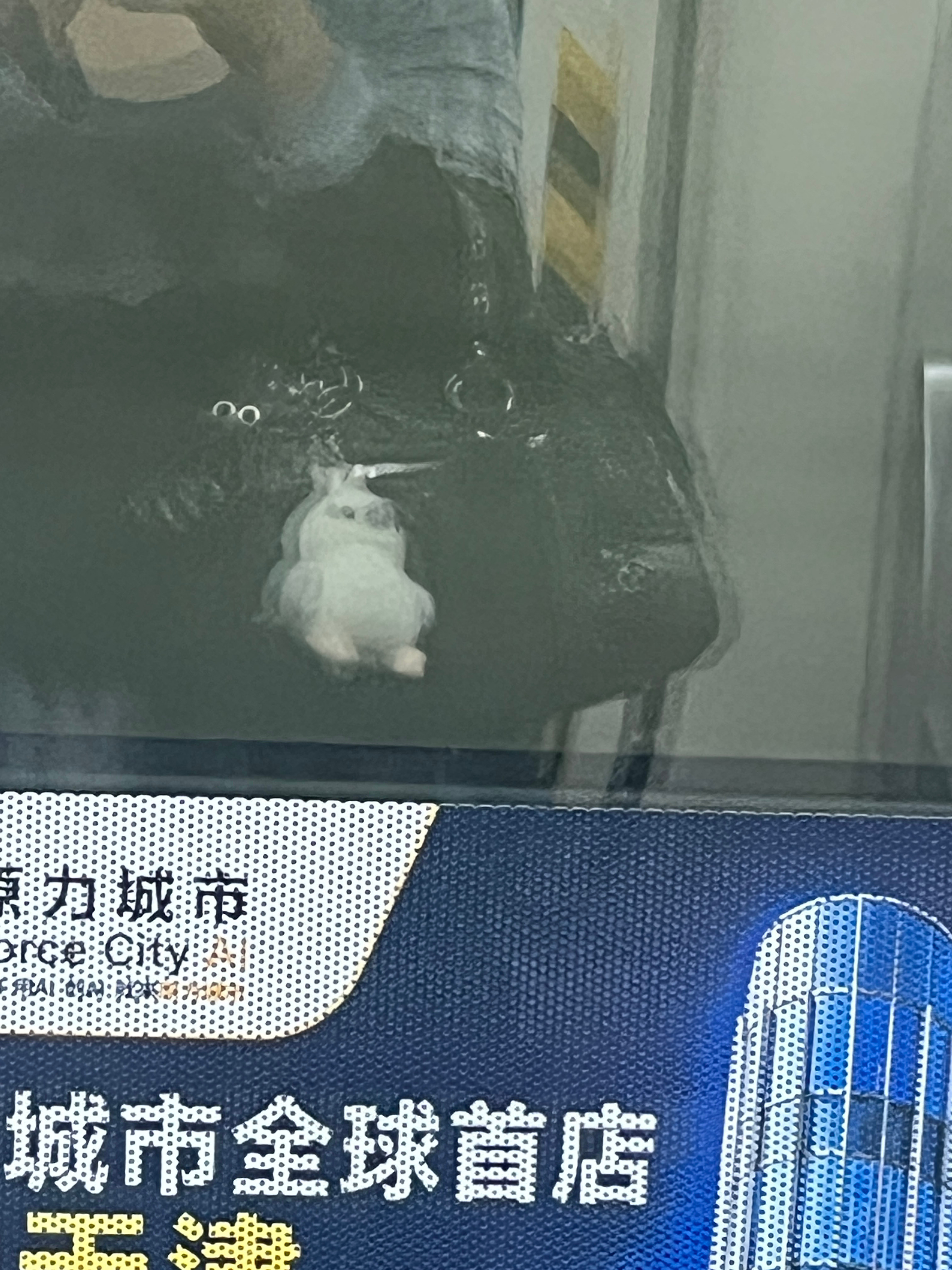 这是雪王​​​