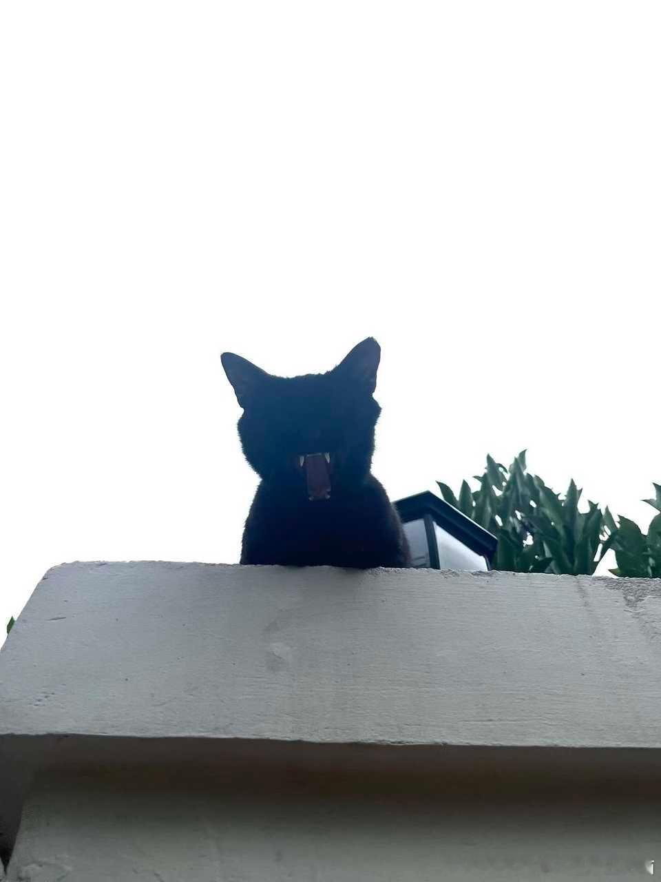 49796【丑猫】这只小猫在医学实验中失去了两只眼睛，每点一个赞你就为可怜宝贝的