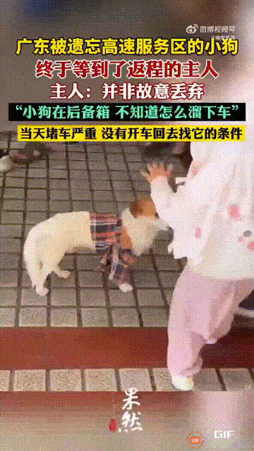 广东清远一处高速服务区内，一只小狗蹲在女厕所门口等候多时，它的目光一直注意着里面