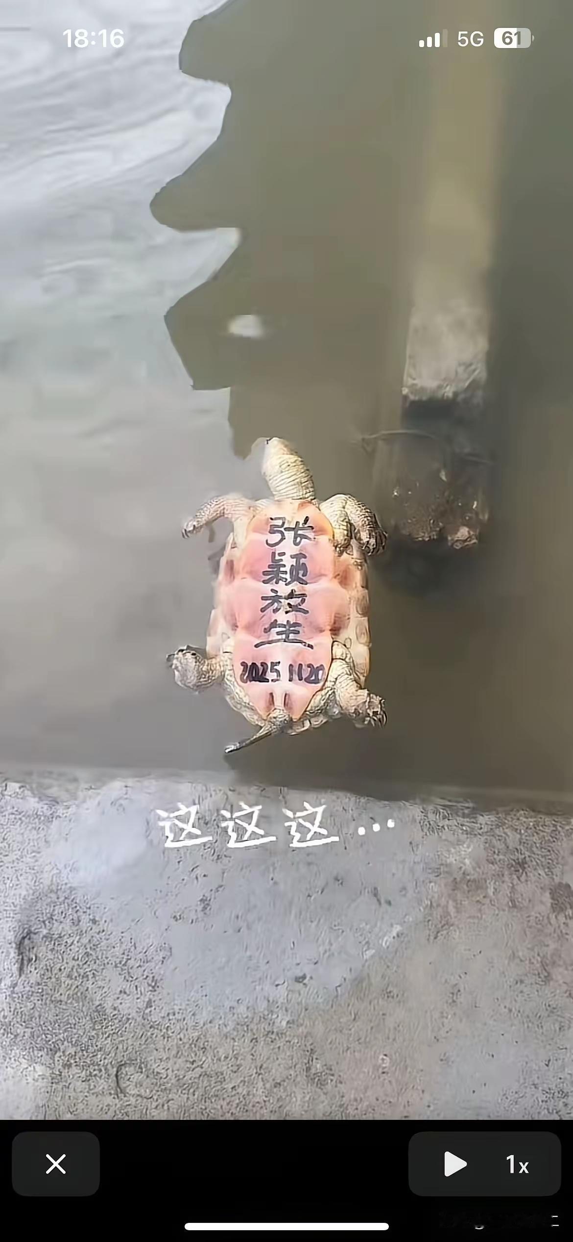 往龟壳上写字放生？而放生的还是外来物种，这哪是积德，明明是造孽啊！她用记号笔