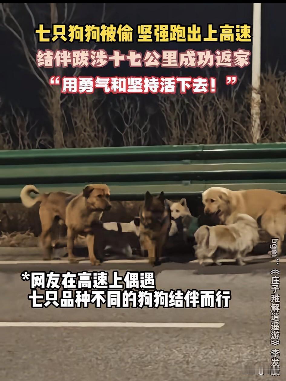 它们原本互不相识，却因为被狗贩子抓去了准备卖掉，在狗贩子那里它们互帮互助，一天夜