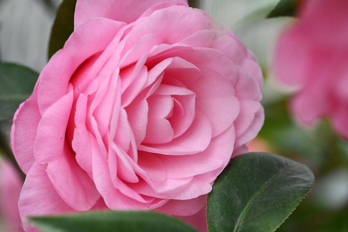 不要总拿自己跟别人比，你羡慕别人瘦，别人还羡慕你肠胃好，你羡慕别人有钱，别人还羡