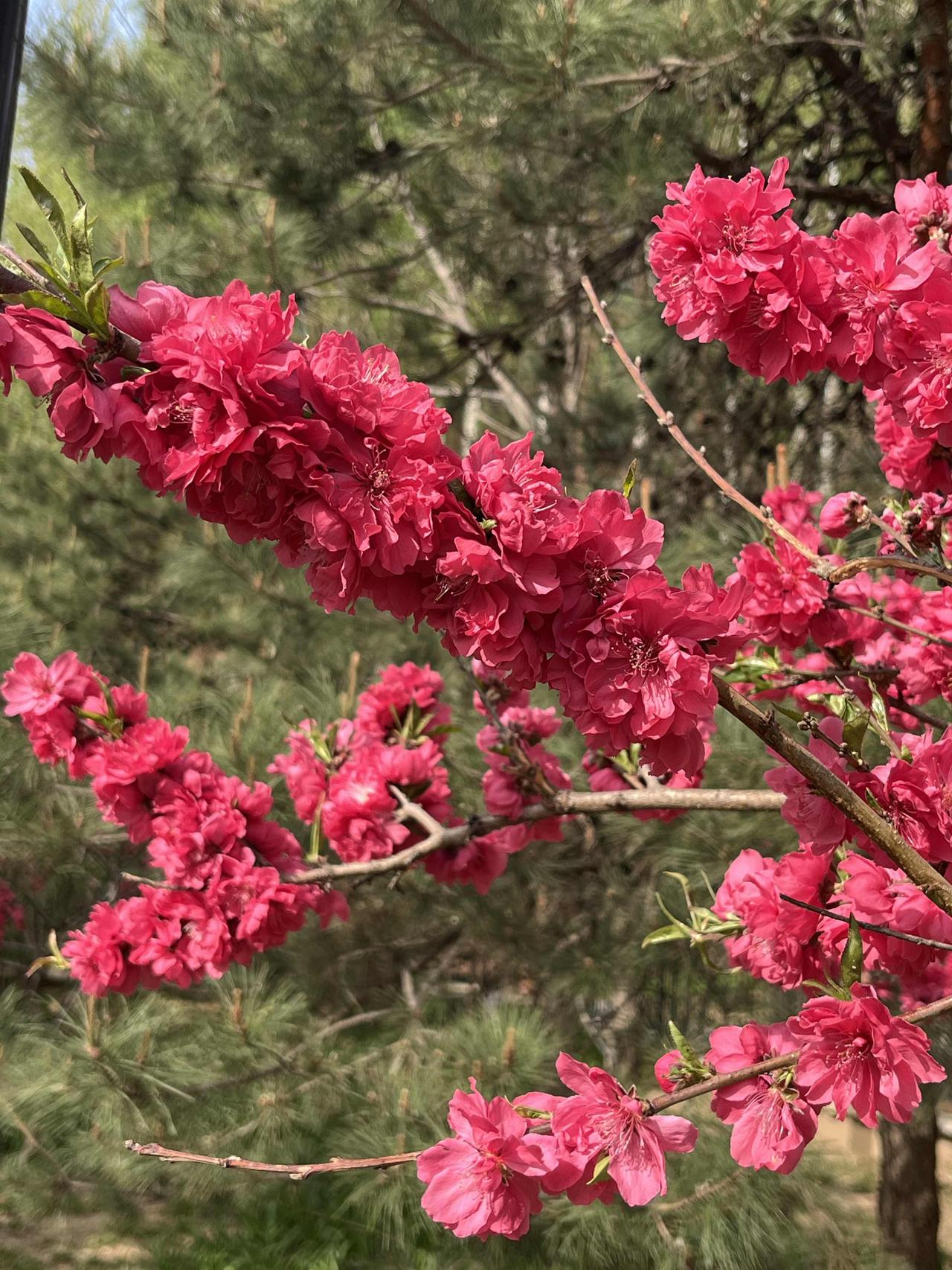 天呐，就在昨日，上海楼市炸了！北京楼市呢？昨日（27日），上海二手房成交了