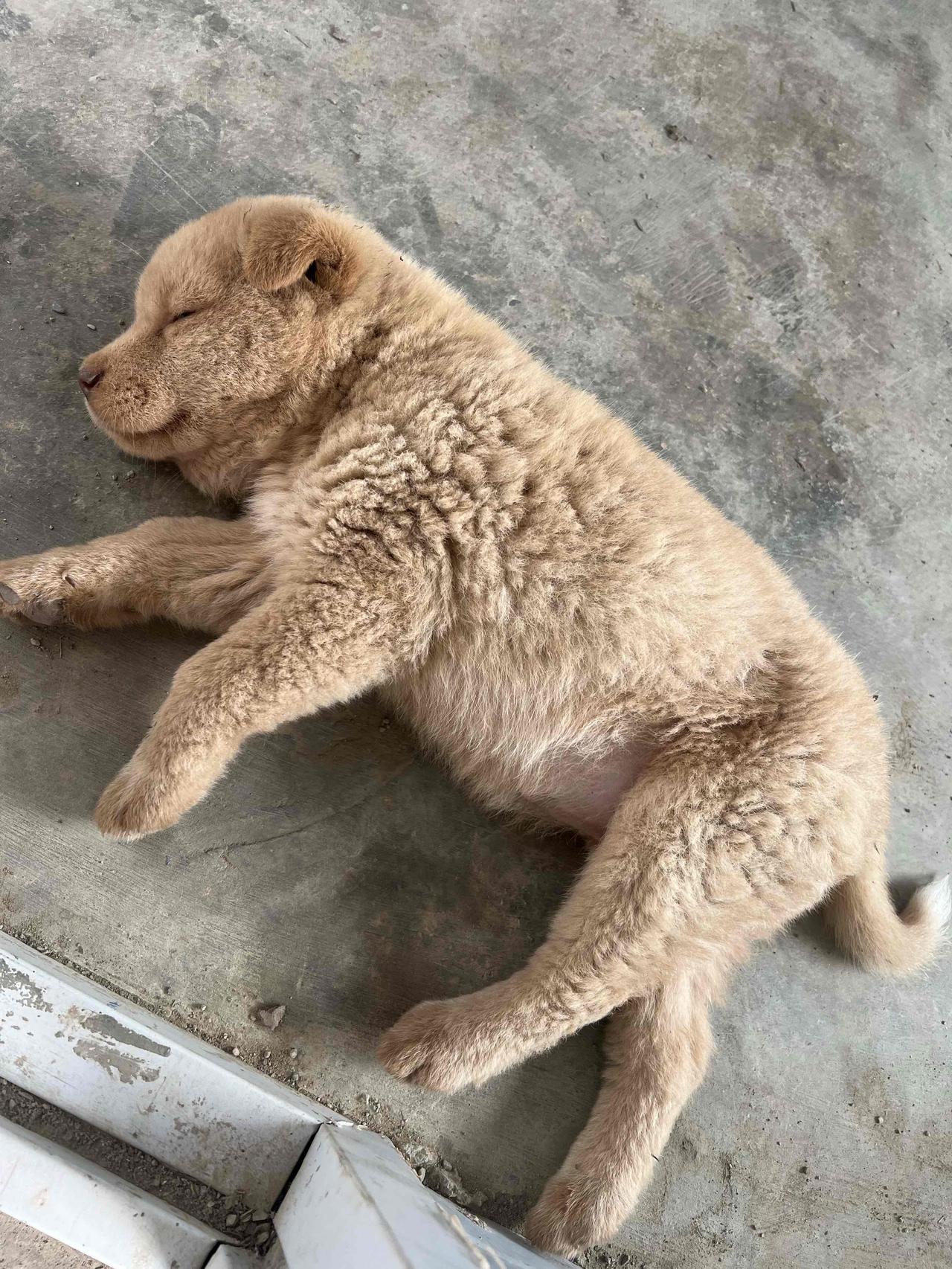 除夕，在惠州汝湖买了1只五红狗崽花了90元？贵不贵呢？除夕，去汝湖赶集，202