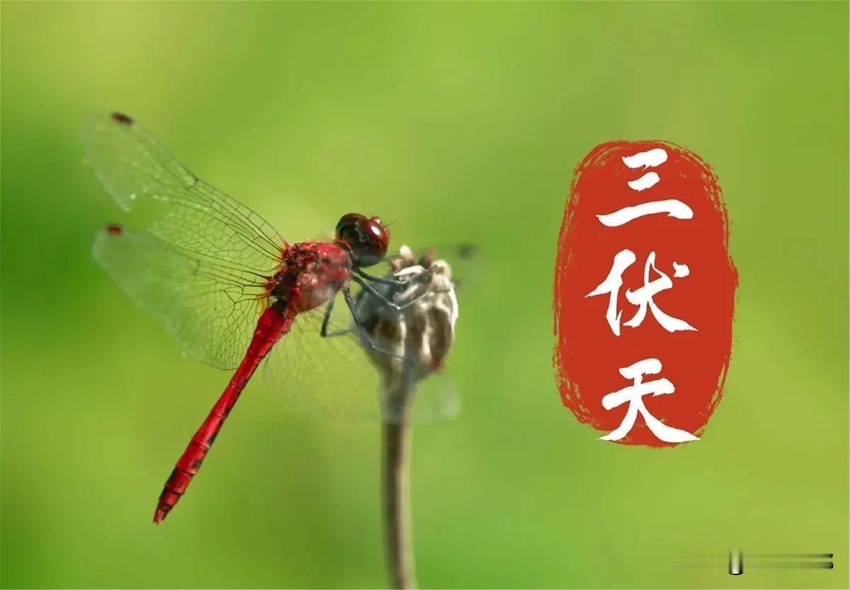 明日入伏，入伏排名第一的蔬菜，伏天一定要多吃！特别是最后一种，很多人不知道