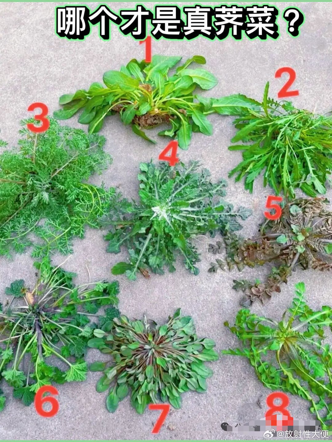 哪个才是真荠菜