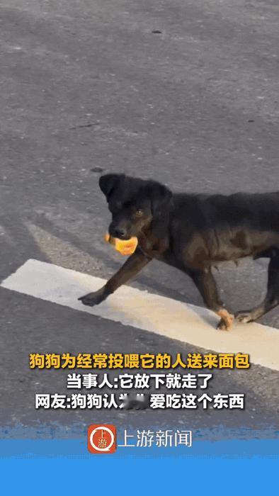 万物皆有灵！河南，女子投喂了一个月的流浪狗，从老远跑过来找她，一开始以为它饿了来