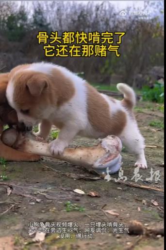 “笑不活了！”9月23日报道，山东，两只小狗看见一根大骨头，纷纷上前争抢，其中一