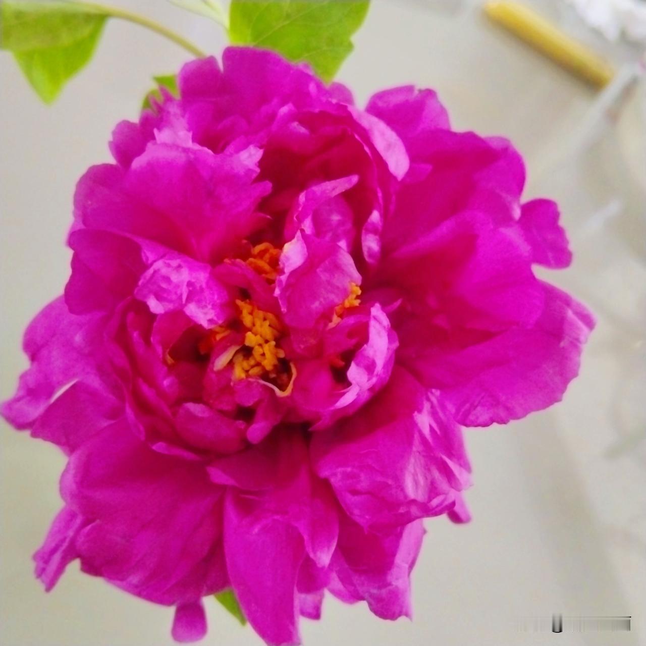 突然想起牡丹小园的牡丹，二百米左右的地方说到就到。牡丹全开了，花色各异，姿态万