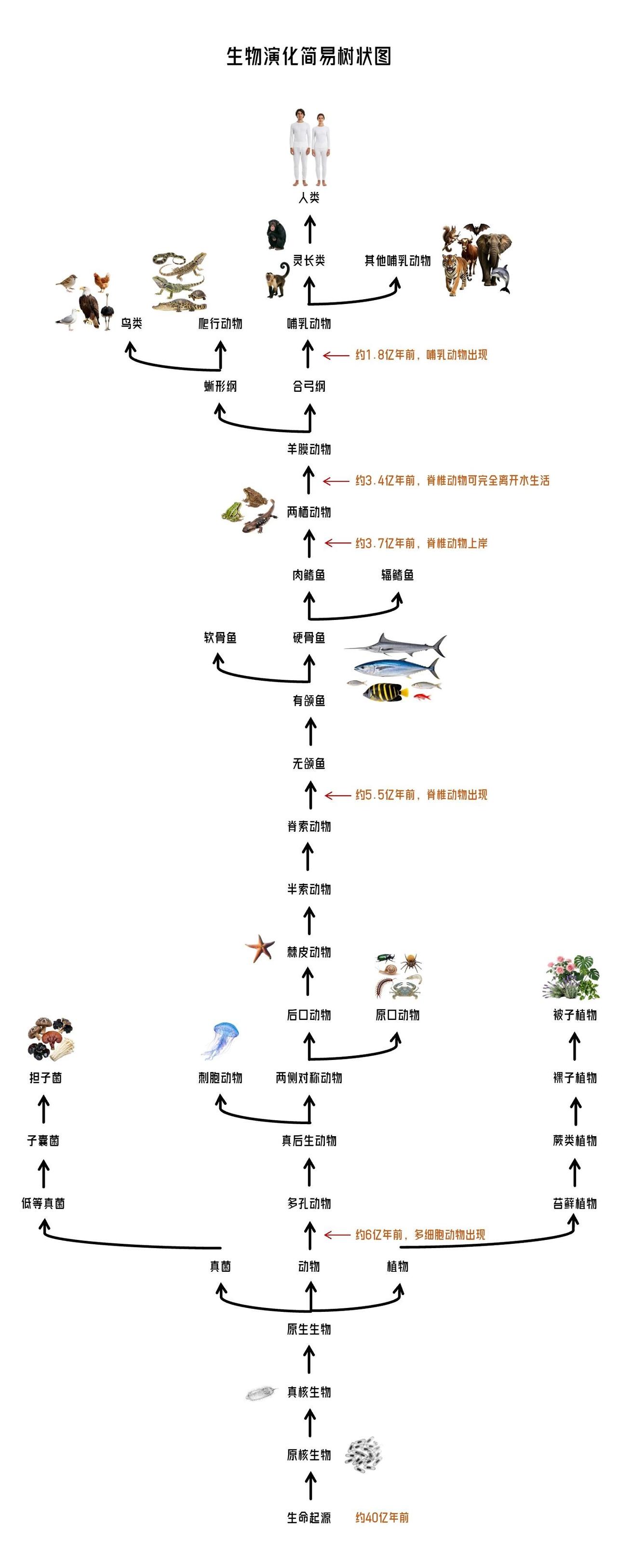 从地球生物进化树上就能看出达尔文进化论的伟大，在我看来，这张图有如下知识点：1