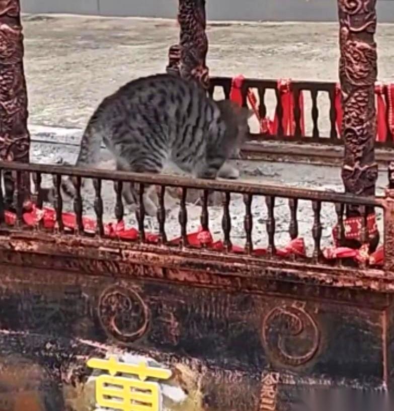 你敢信吗？福建有两个大哥，半夜摸进寺庙，不偷金佛，不撬功德箱，专干体力活——吭