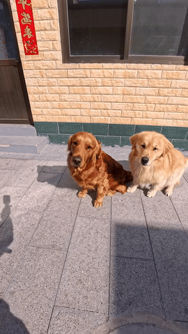 都说老抽色的金毛最精了，看到这里我信了[呲牙笑]